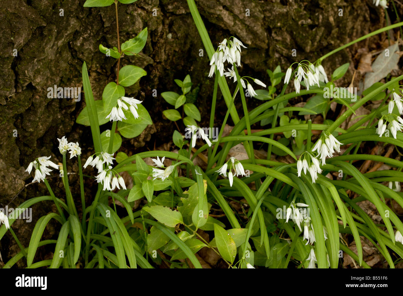 Three cornered leek Allium triquetrum widely naturalised in south west England Andalucia South west Spain Stock Photo