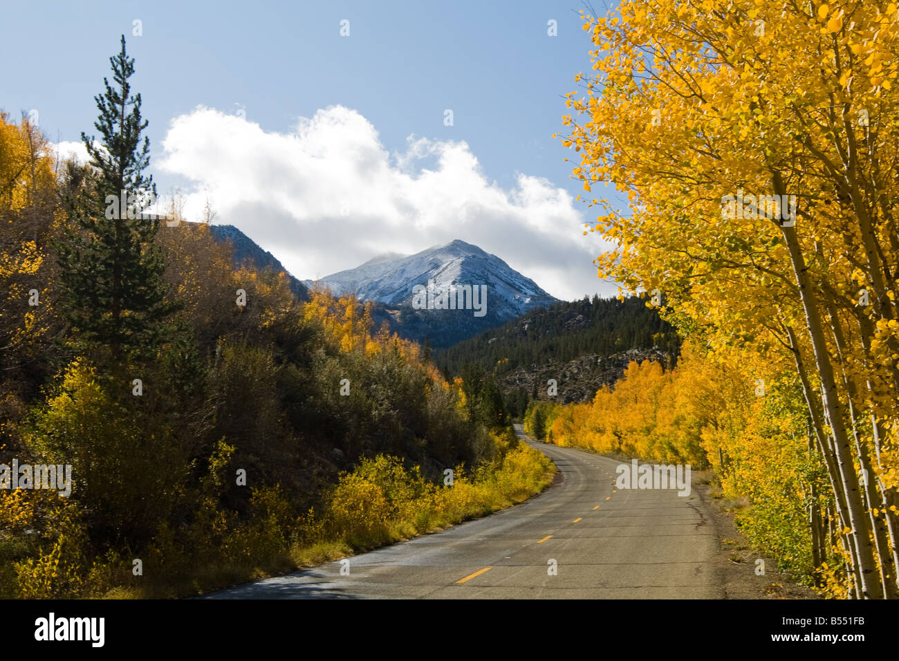 Vibrant aspens, Creek Canyon, Eastern Sierras Stock Photo Alamy