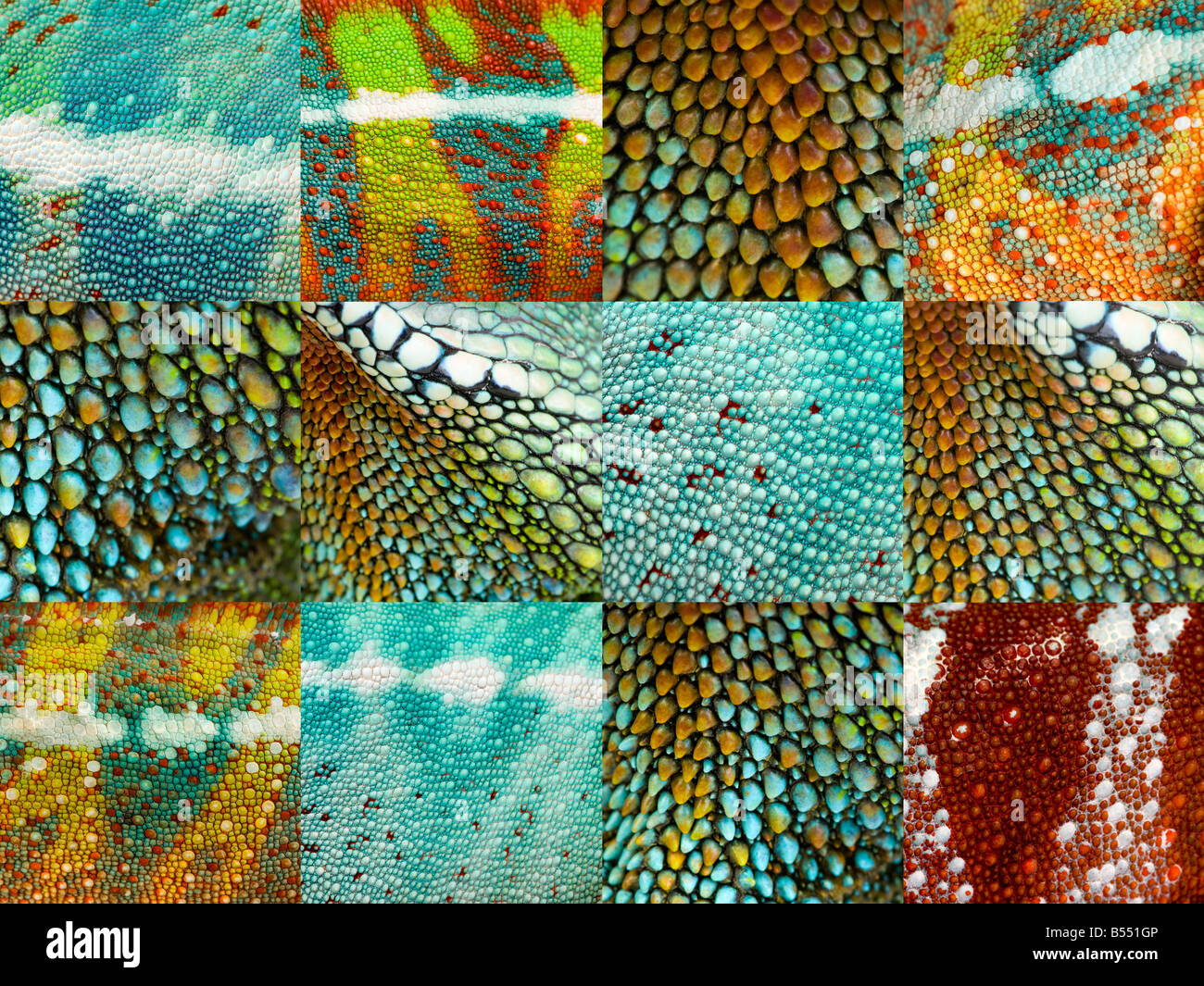 collection of twelve reptile skins Stock Photo Alamy