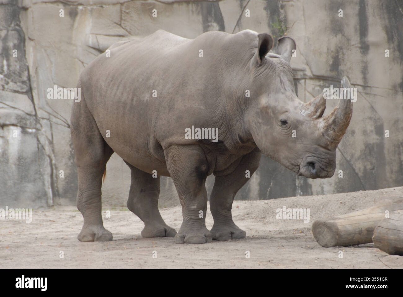 Rhino Weight High Resolution Stock Photography and Images - Alamy