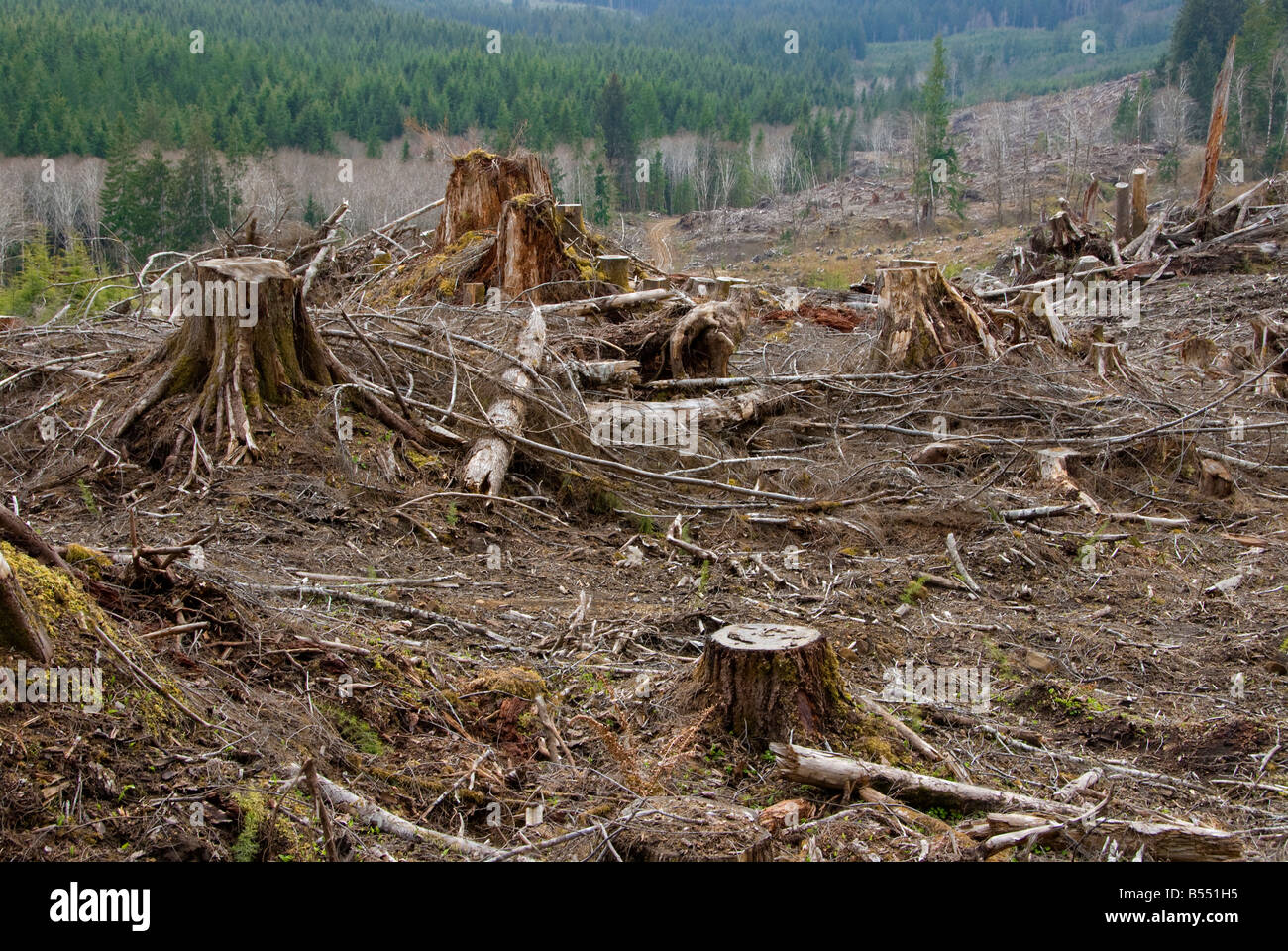 clear cutting, a process in which loggers remove 100 percent of the trees which leaves nothing to refurbish the forest Stock Photo