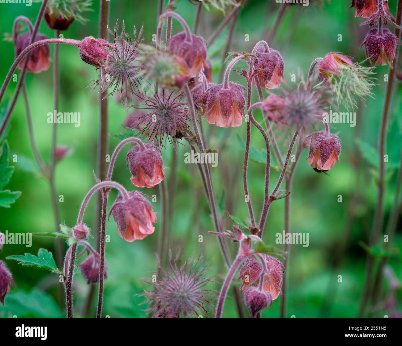Flowers and seed heads of Water Avens Geum rivale Stock Photo