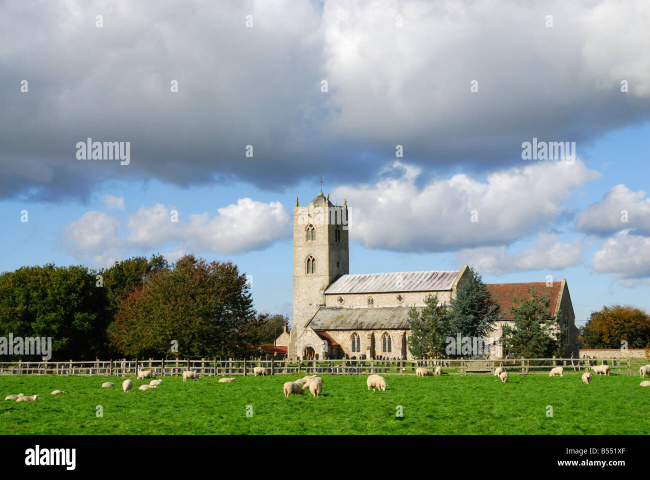 Gayton, Norfolk, UK. St Nicholas' Church with sheep in the foreground Stock Photo