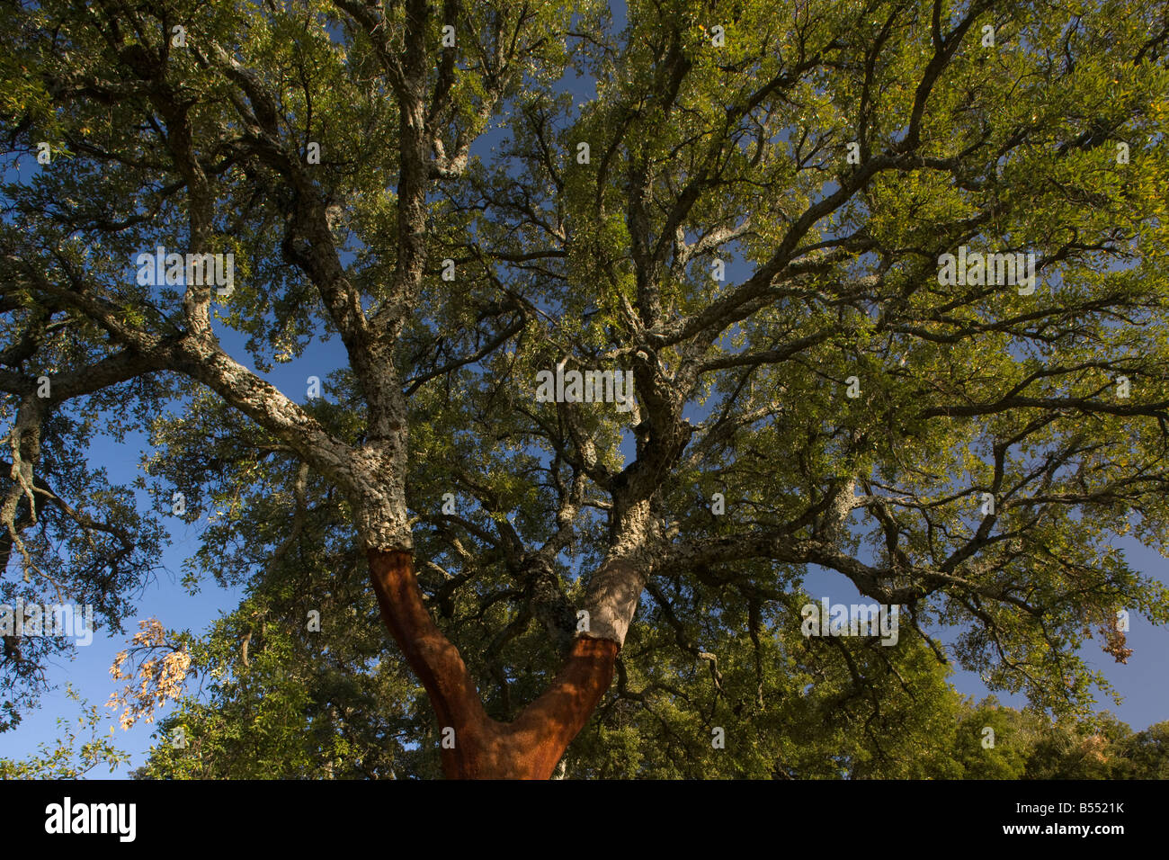 Cork Oak Quercus suber tree with bark recently cut for cork Grazalema Andalucia South west Spain
