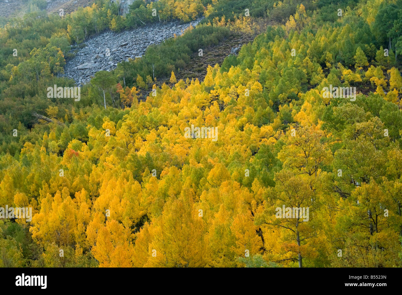 Vibrant aspens, Creek Canyon, Eastern Sierras Stock Photo Alamy