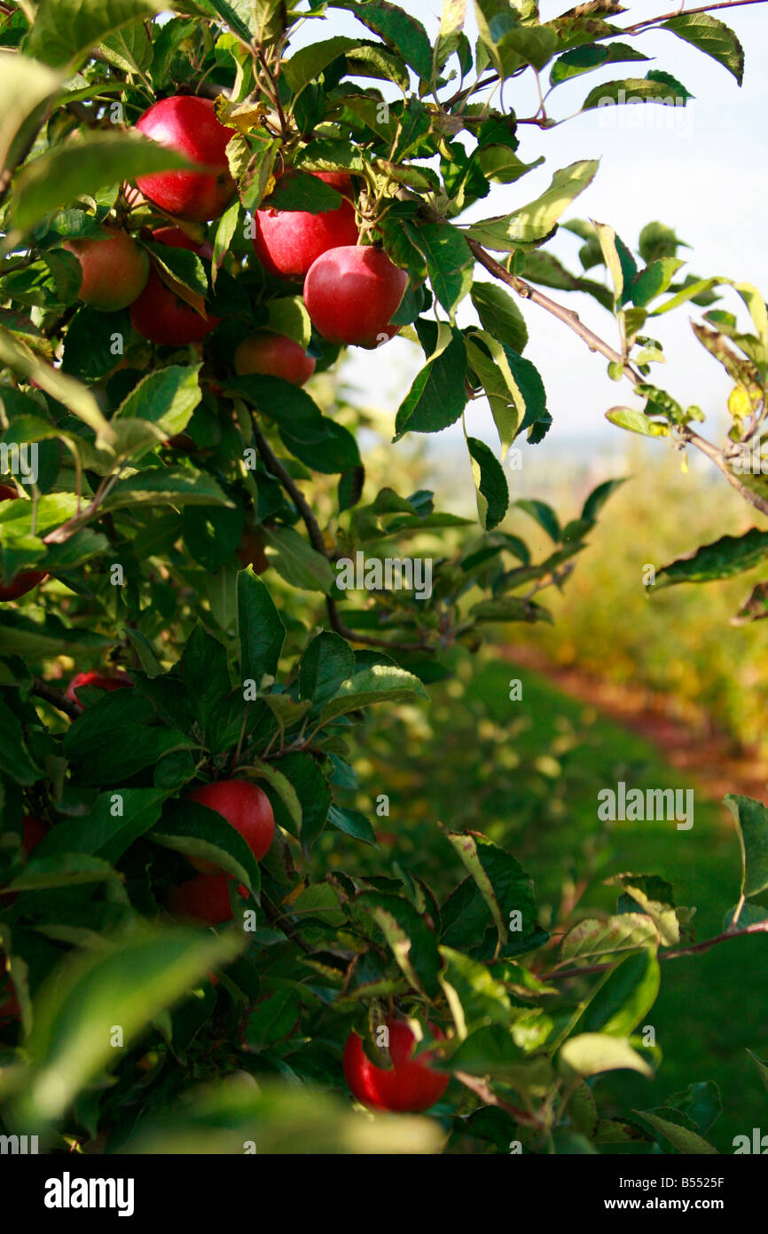 ripe apples on a tree Stock Photo