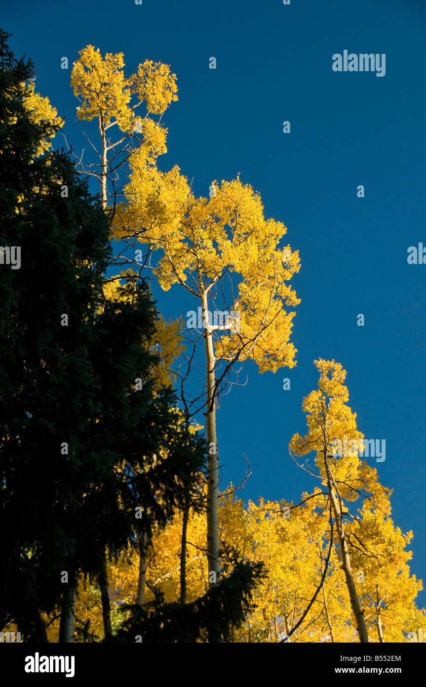 Gold coloured leaves autumn hi-res stock photography and images - Alamy