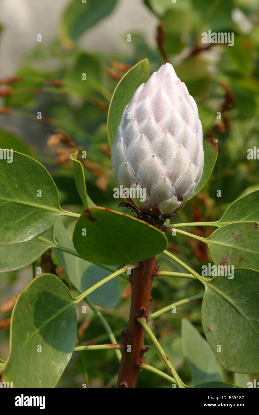 Fleur Rose Blanc Blanche Pink Leaf Leaves Horticulture