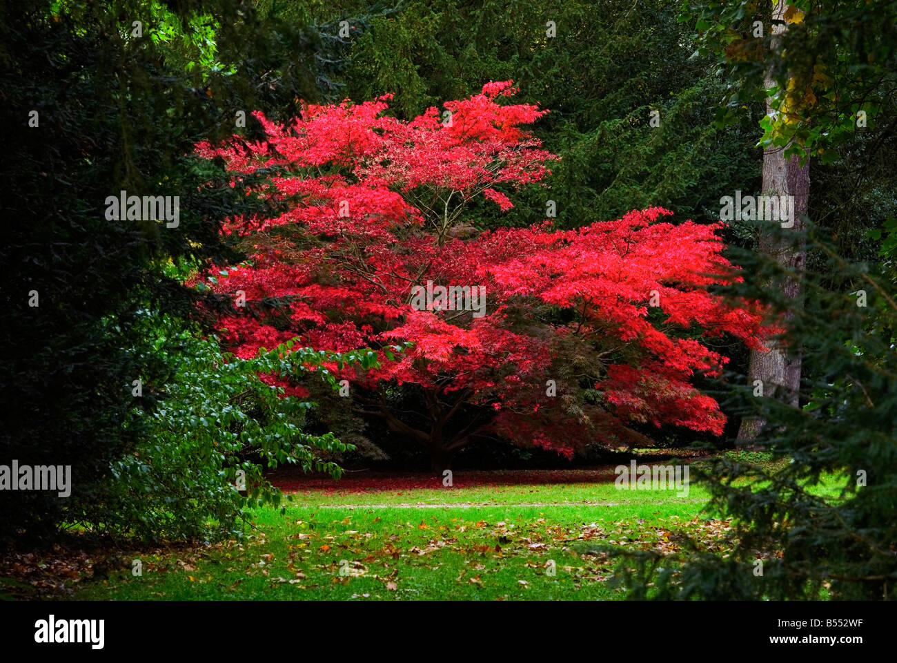 WESTONBIRT ARBORETUM GLOUCESTERSHIRE Stock Photo