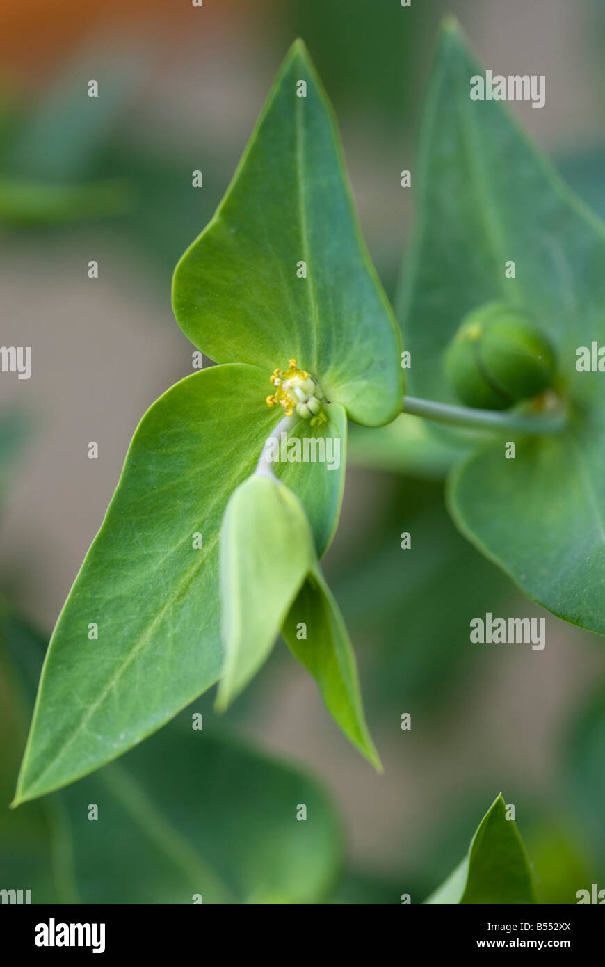 EUPHORBIA LATHYRUS CAPER SPURGE Stock Photo