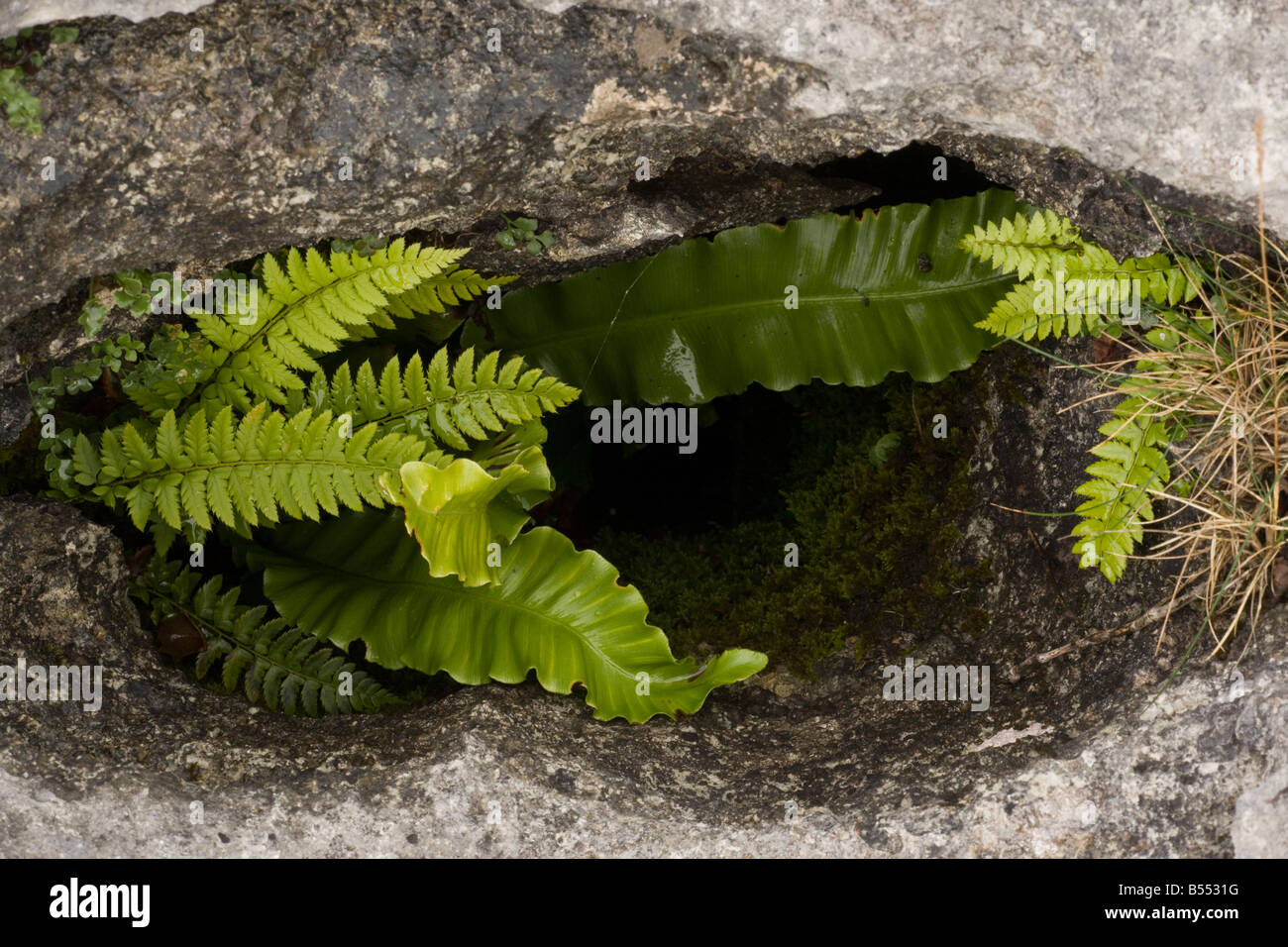 ferns growing in a gryke crevice in limestone pavement Carboniferous limestone Gait Barrows Cumbria Stock Photo
