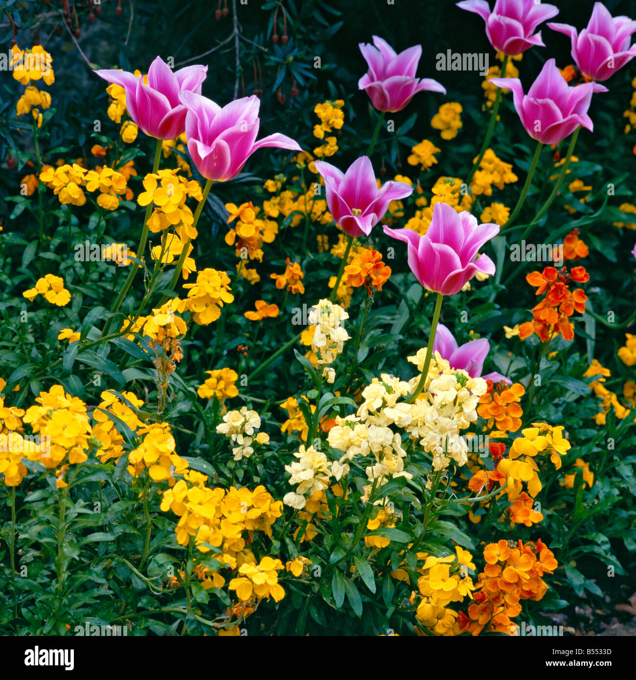 Colorful border of Erysimum cheiri with Tulips Stock Photo