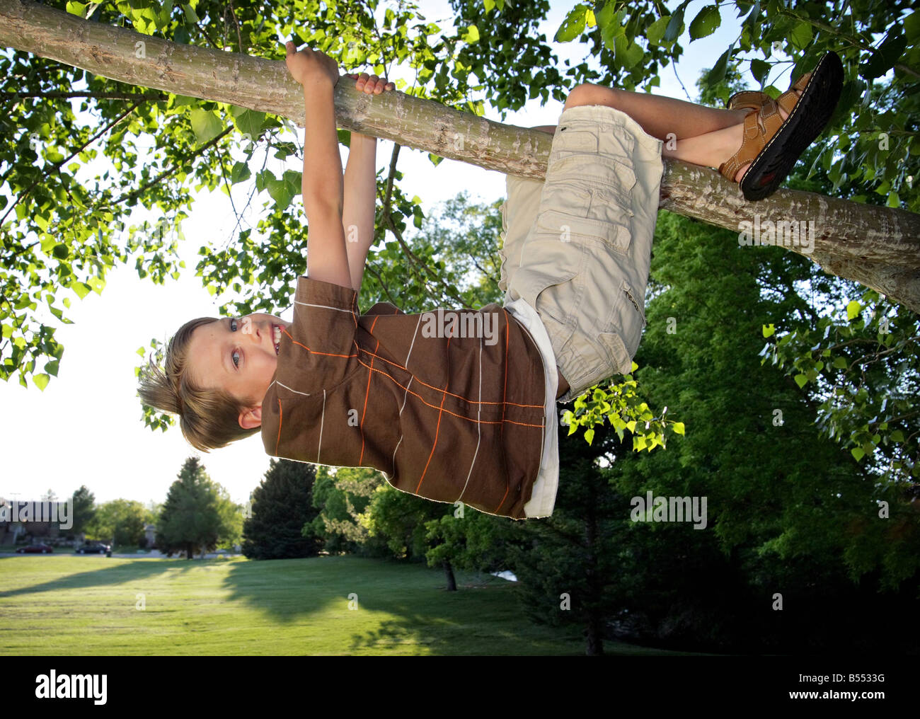 boy dangling from tree branch Stock Photo Alamy