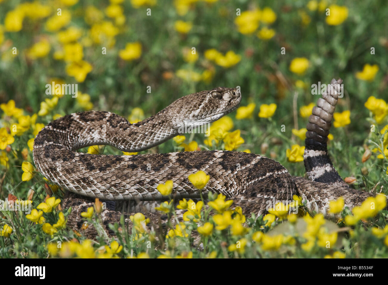 Western Diamondback Rattlesnake Crotalus atrox adult Sinton Corpus
