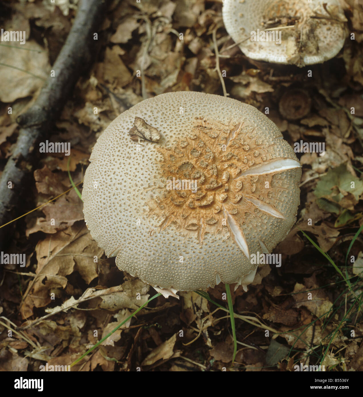 The blusher Amanita rubescens opened cap of edible fungus Stock Photo