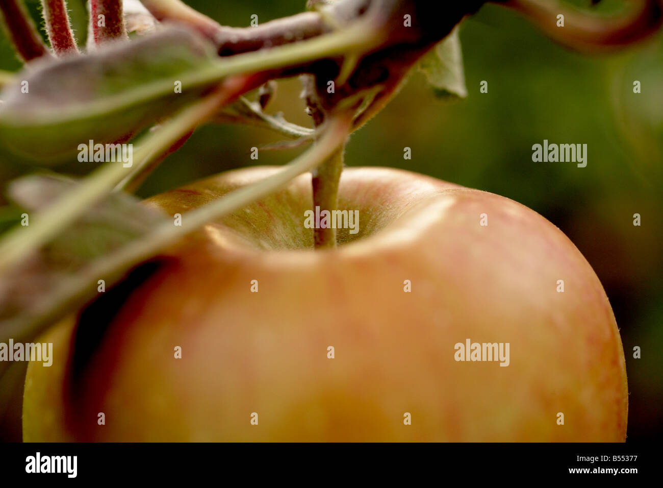 Hanging from tree limb hires stock photography and images Alamy