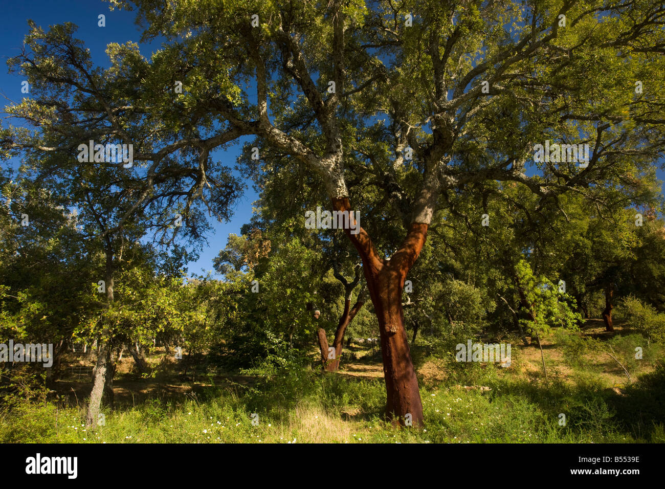 Cork Oak Quercus suber tree with bark recently cut for cork Grazalema