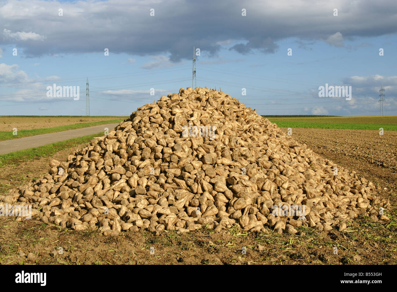 beet for feeding animals Stock Photo Alamy