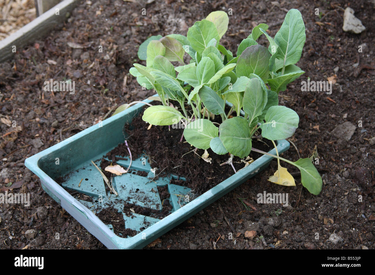 PLANTING BRASSICAS YOUNG PLANTS IN A SEED TRAY Stock Photo Alamy