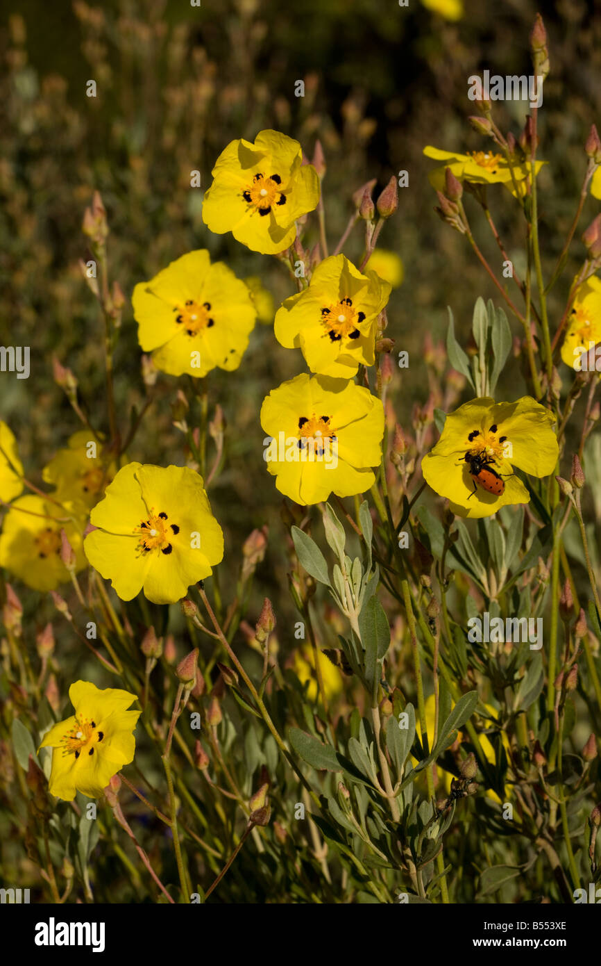A south Spanish Halimium Halimium halimifolium in flower Coto Donana Andalucia South west Spain Stock Photo