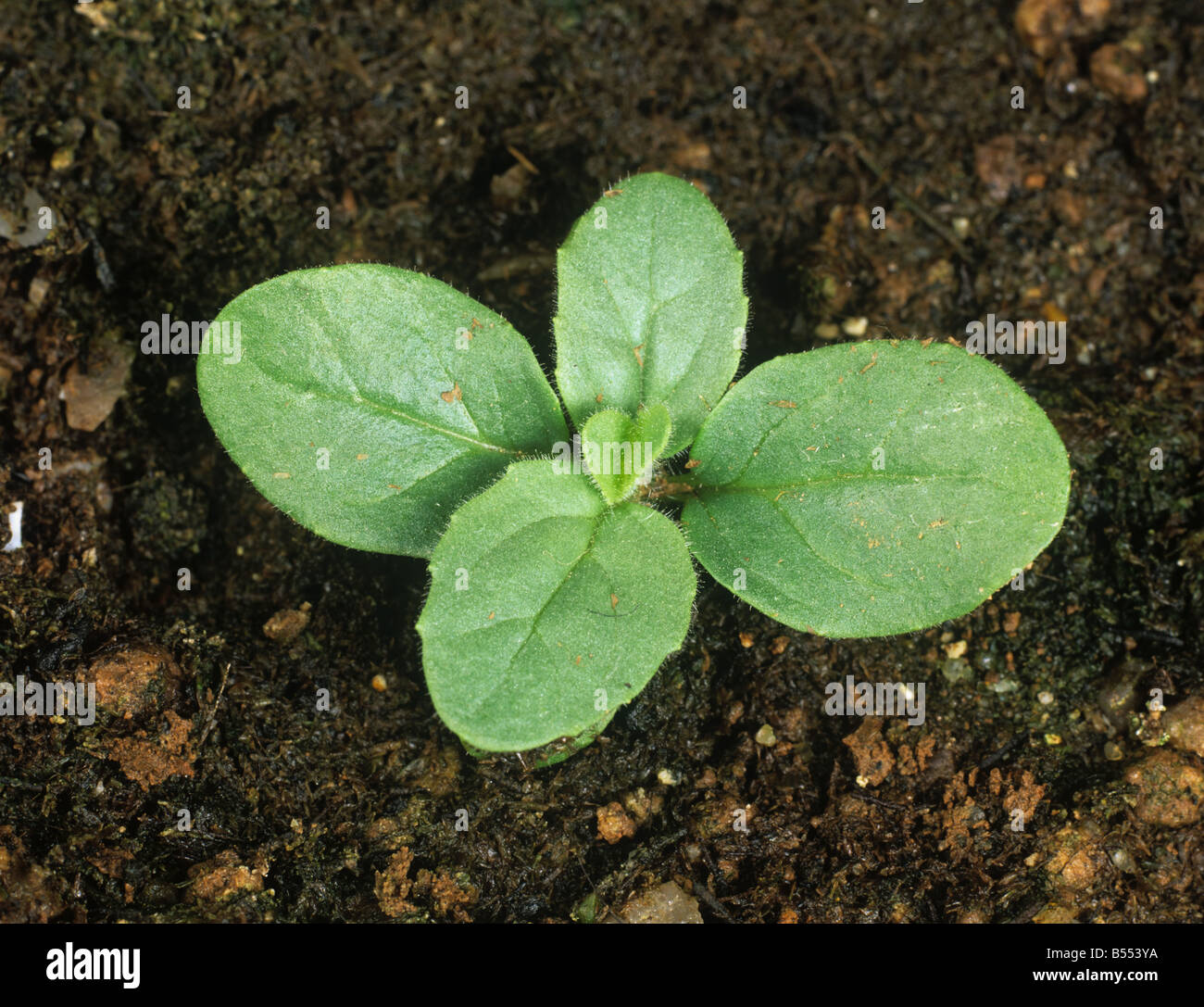 Round leaved fluellen Kickxia spuria seedling with four true leaves Stock Photo