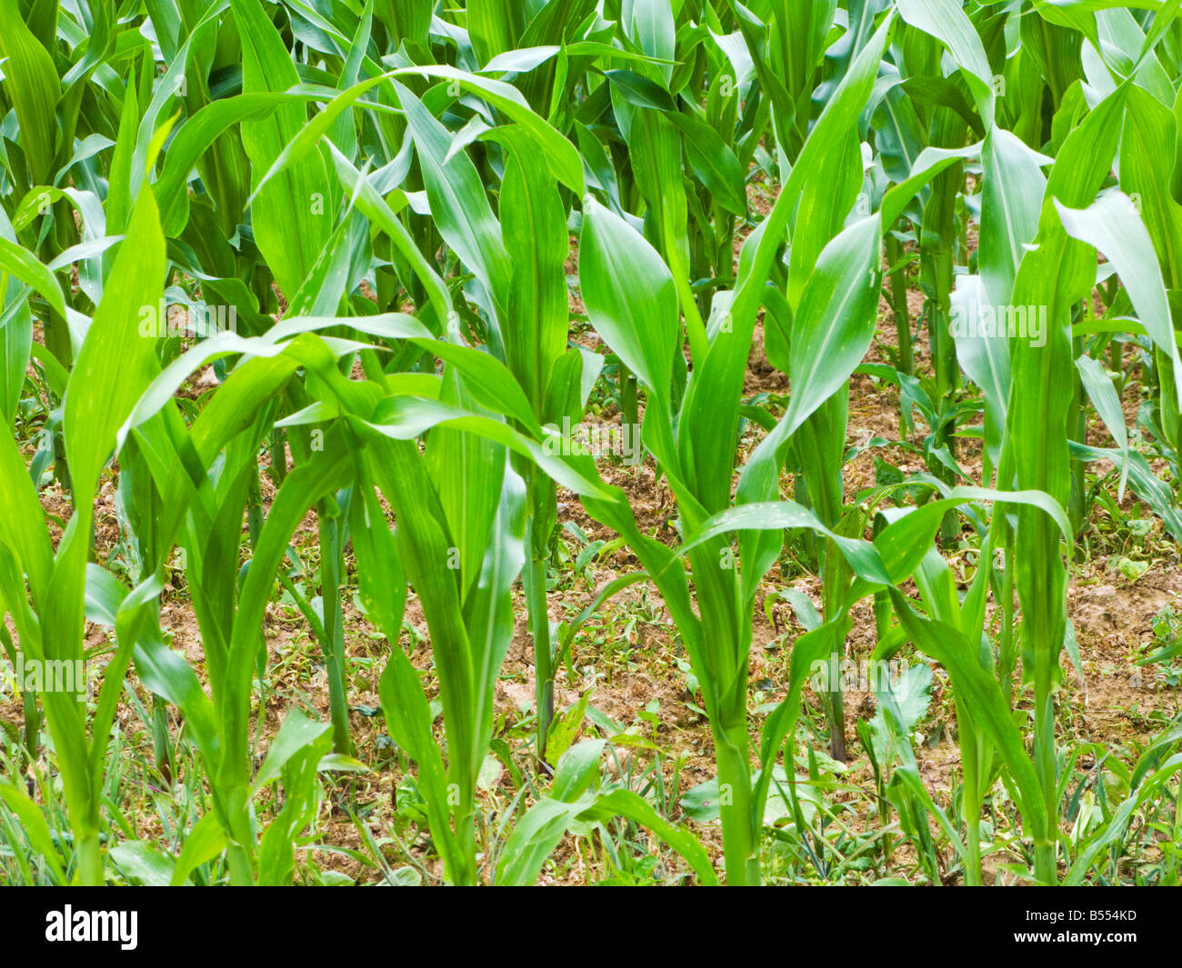 Young new Maize plants in summer growing in a field in France Europe