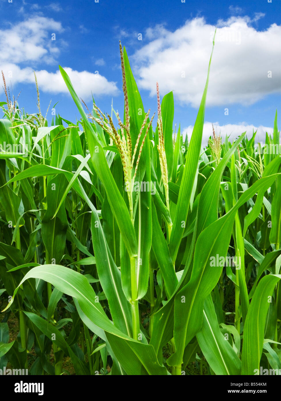Maize plants in summer Stock Photo