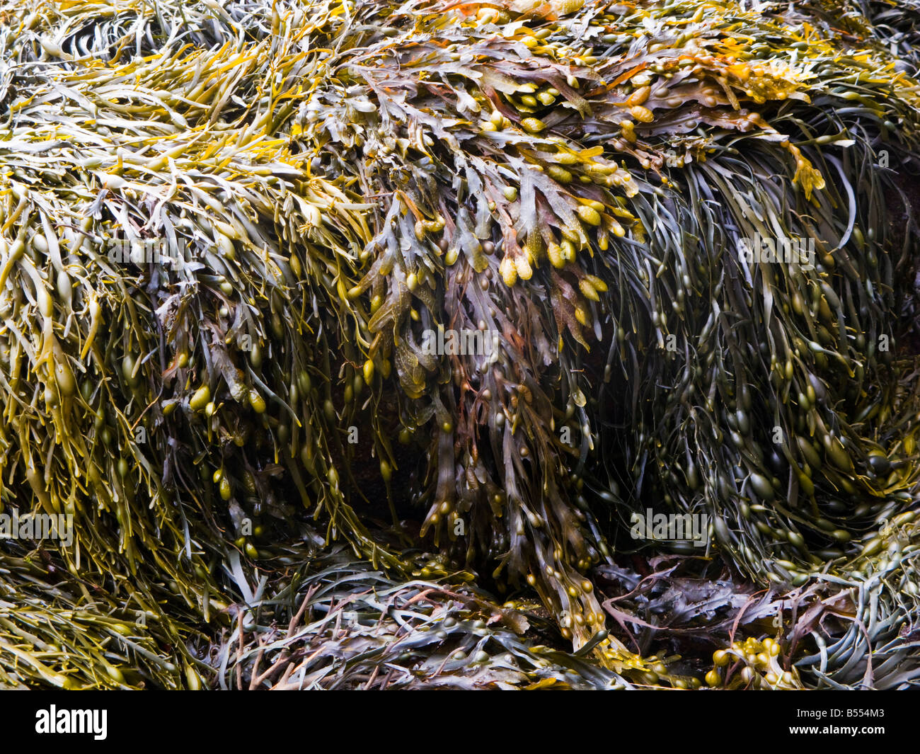 Seaweed covering rocks Stock Photo