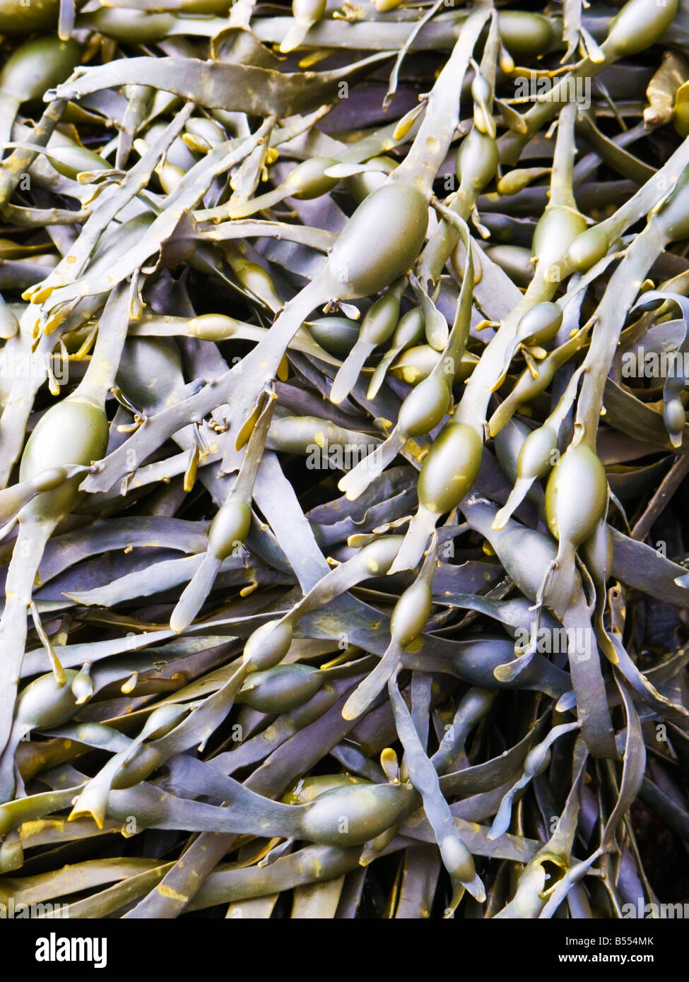 Colourful seaweed close up in France Europe Stock Photo