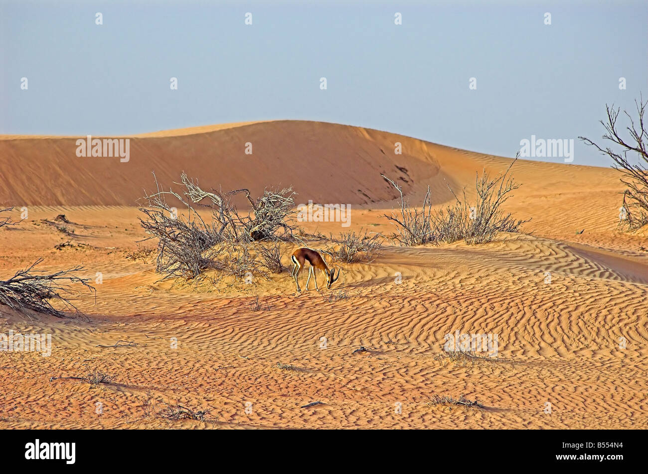 Gazella subgutturosa marica Sand Gazelle in the dunes, Dubai Desert ...
