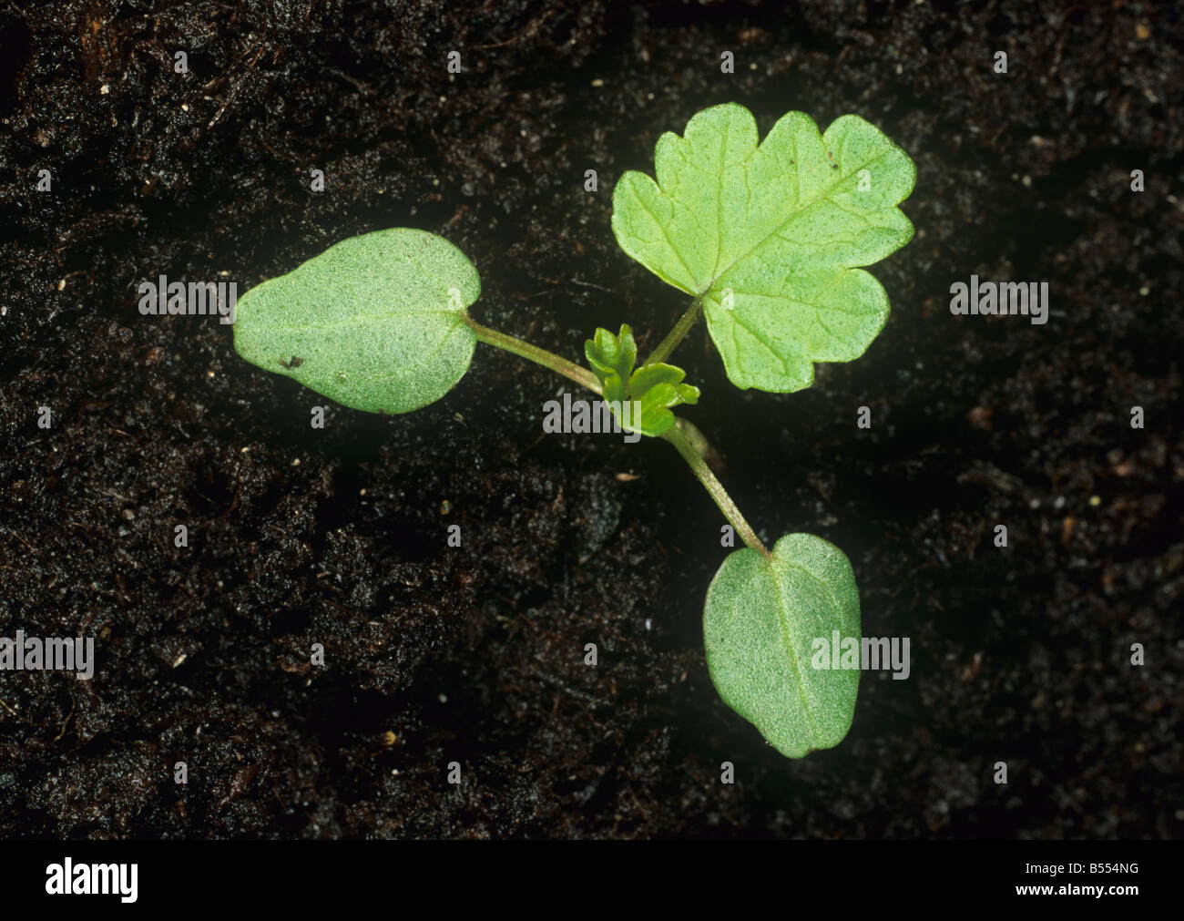 Dwarf mallow Malva neglecta seedling with first true leaf Stock Photo