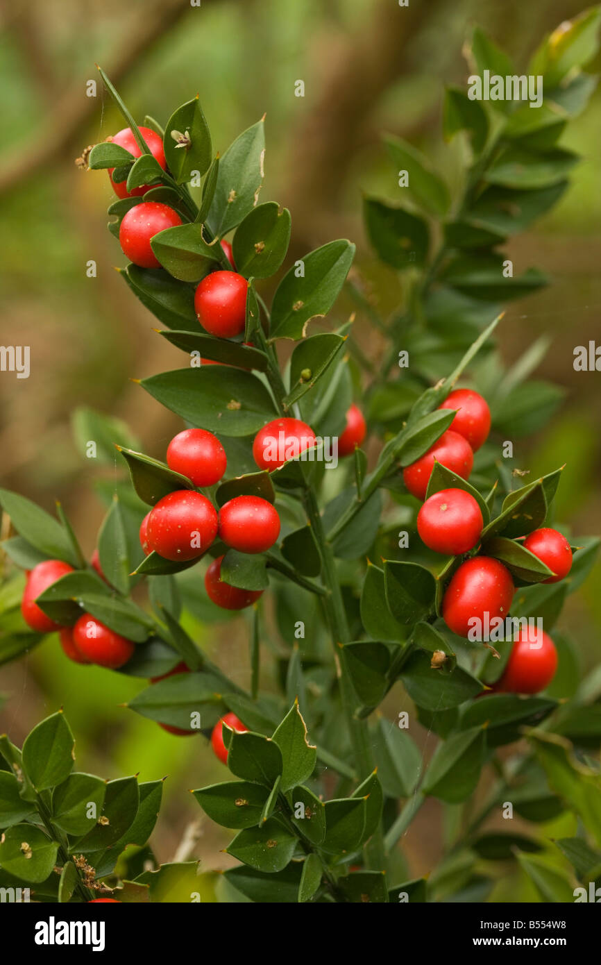 Butcher's Broom Ruscus aculeatus with berries Stock Photo