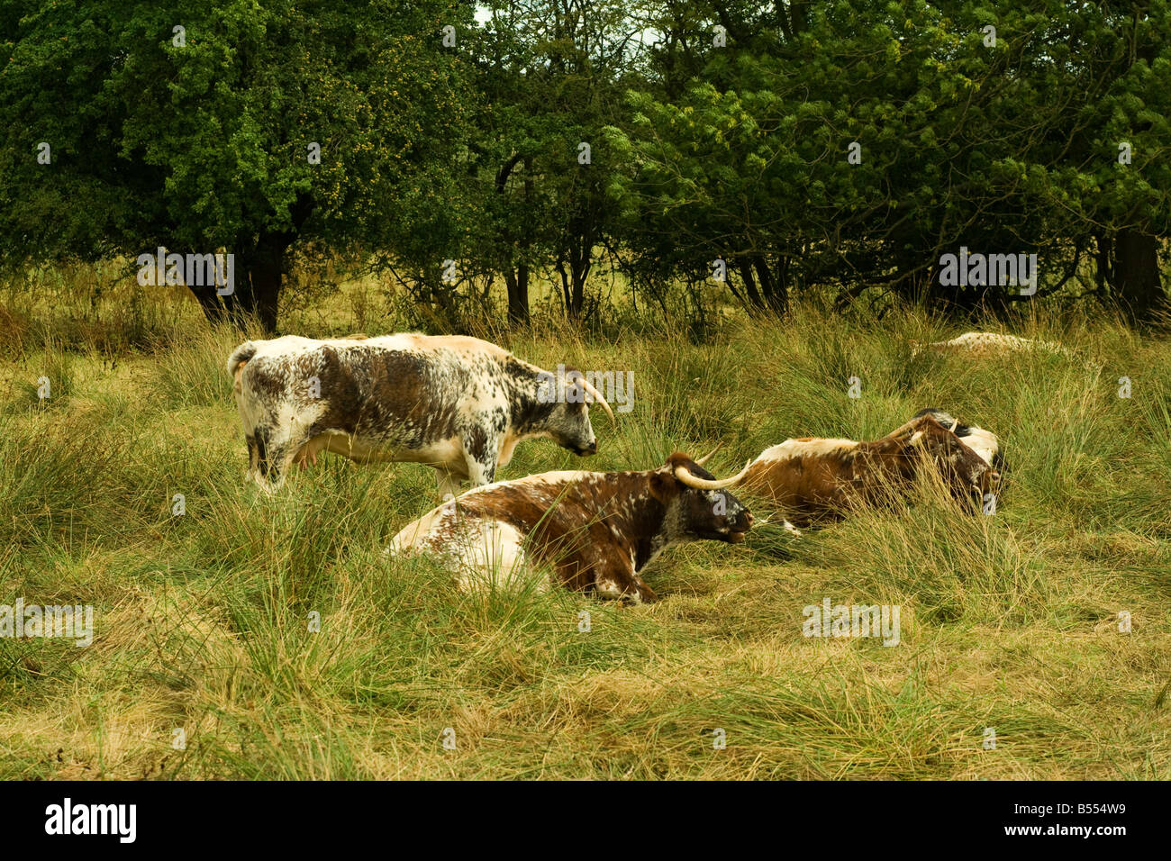 Longhorn cattle in meadow hi-res stock photography and images - Alamy