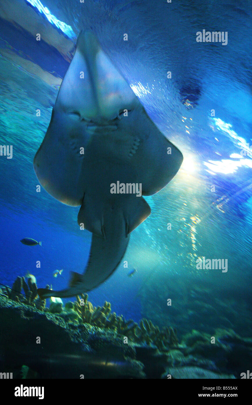 An experience of the underwater world at the KLCC Aquaria located in KLCC, Kuala Lumpur, Malaysia. Stock Photo