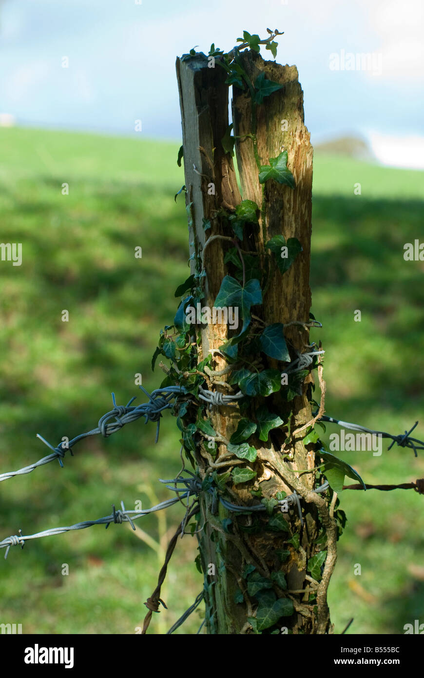 rustic wooden post with barbed wire Stock Photo