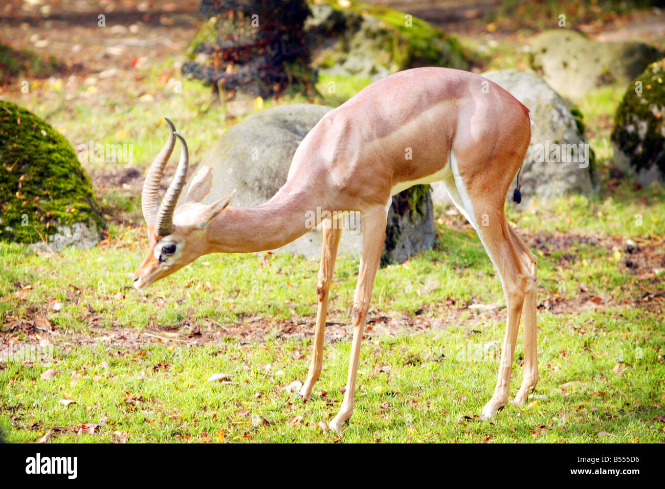 A Thompson s Gazelle grazing in a green grass field Stock Photo - Alamy