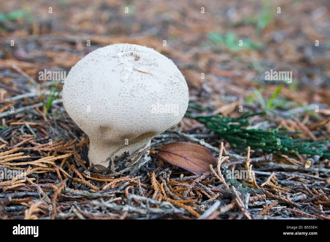 Puffball fungus in the division Basidiomycota Stock Photo