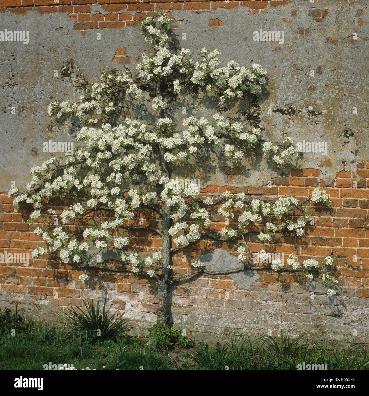 Flowering espalier pear in old walled garden Norfolk Stock Photo