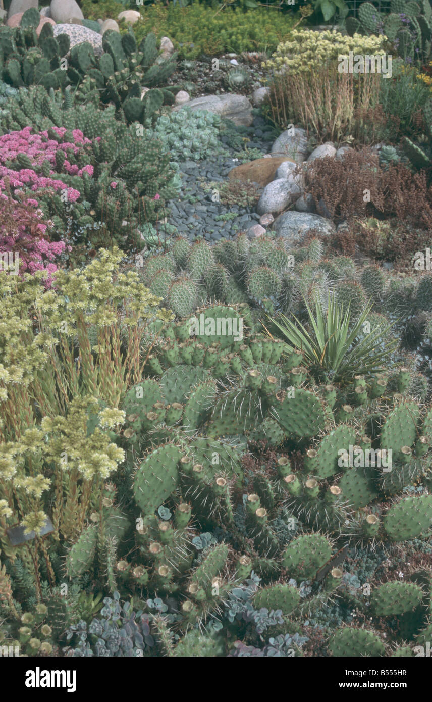 Hardy cacti and succulents in spring garden Stock Photo Alamy