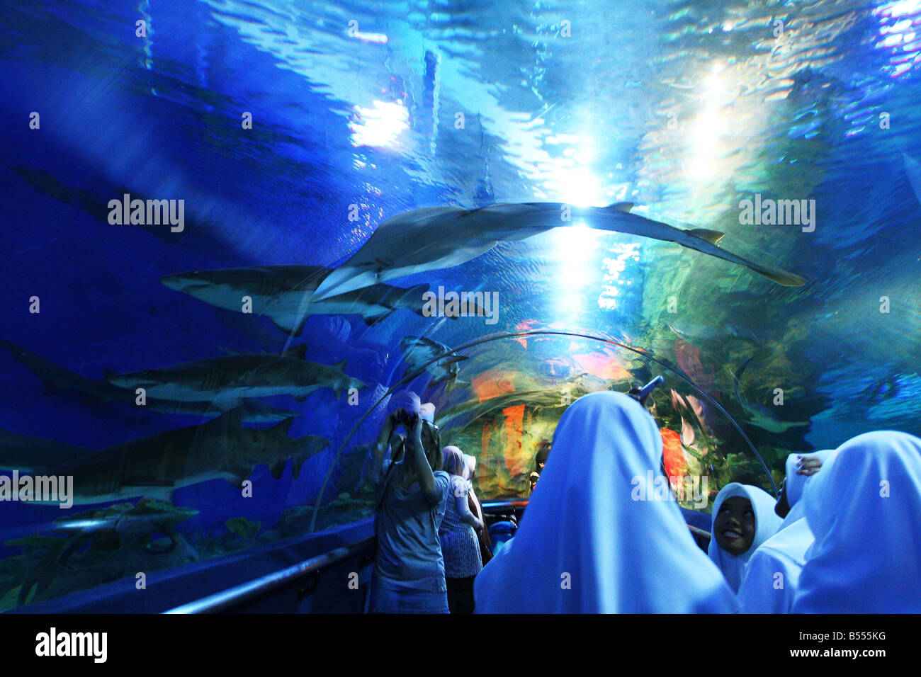 An experience of the underwater world at the KLCC Aquaria located in KLCC, Kuala Lumpur, Malaysia. Stock Photo