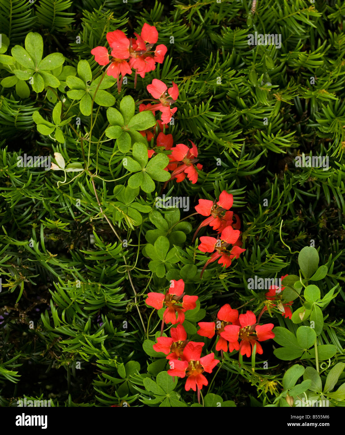 Flame flower Tropaeolum speciosum garden Stock Photo