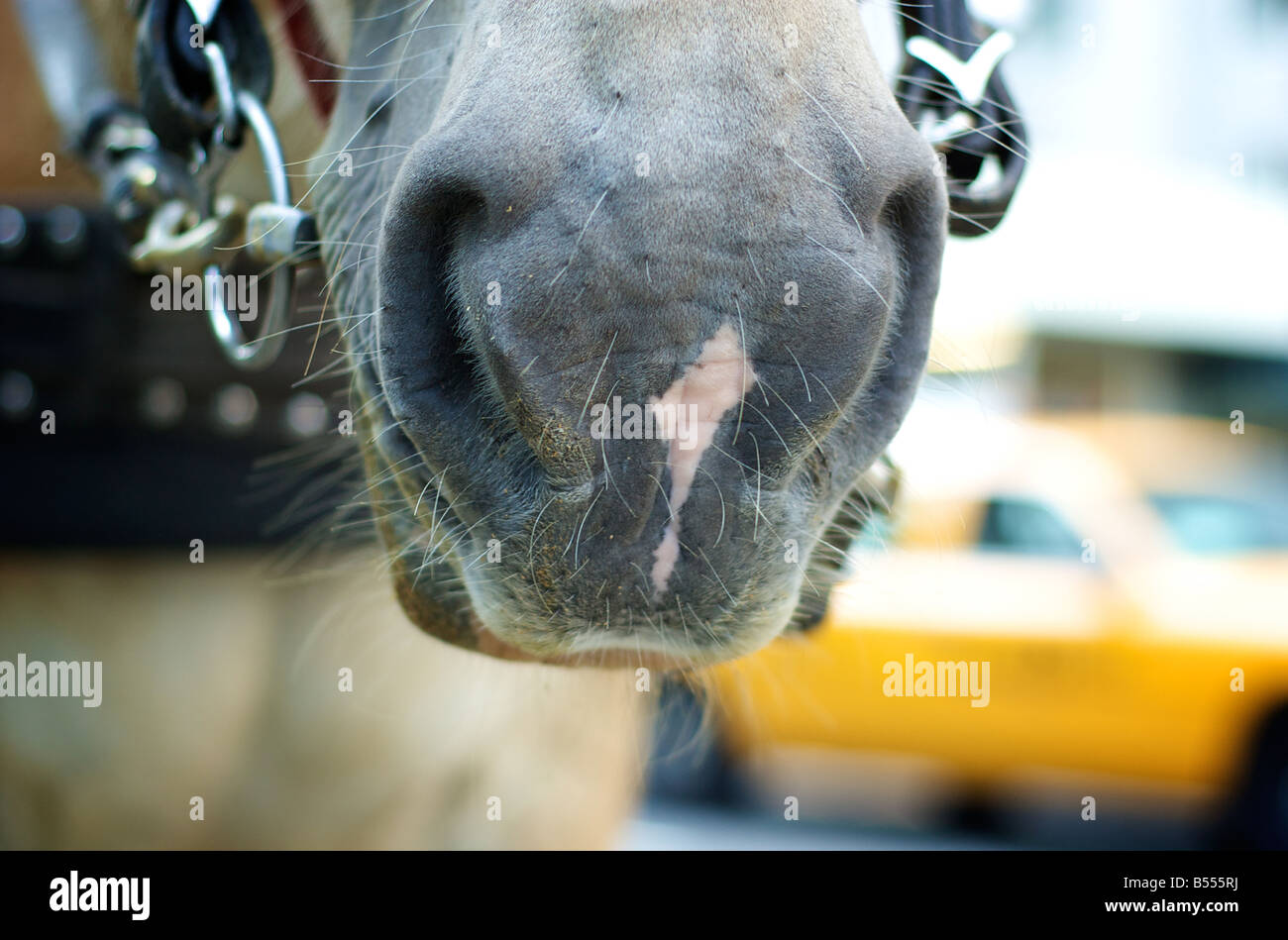 Extreme Closeup of Carriage Horse Mouth in New York City Stock Photo