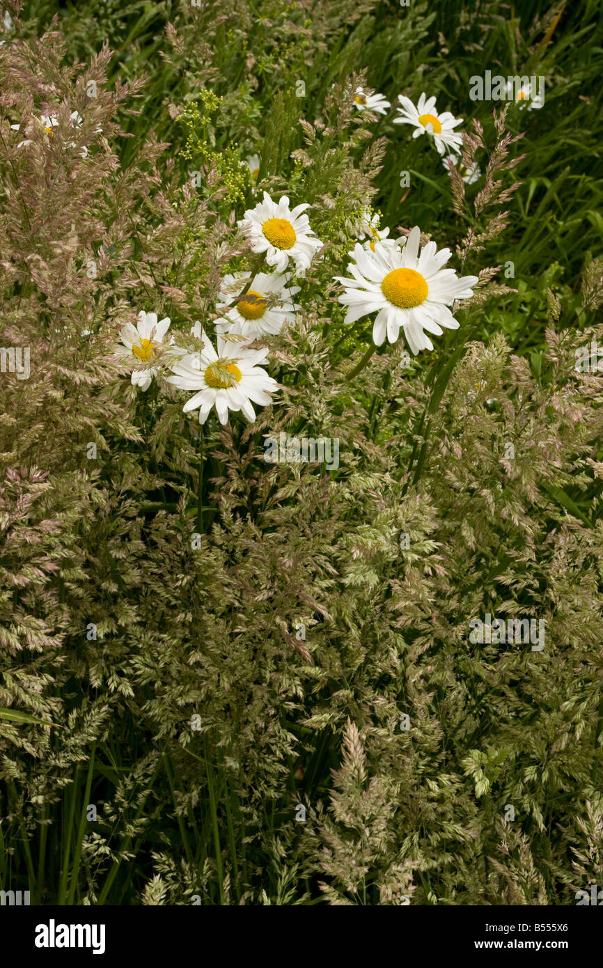 Ox eye Daisies Leucanthemum vulgare among Yorkshire Fog grass Holcus lanatus in old orchard Gloucs Stock Photo