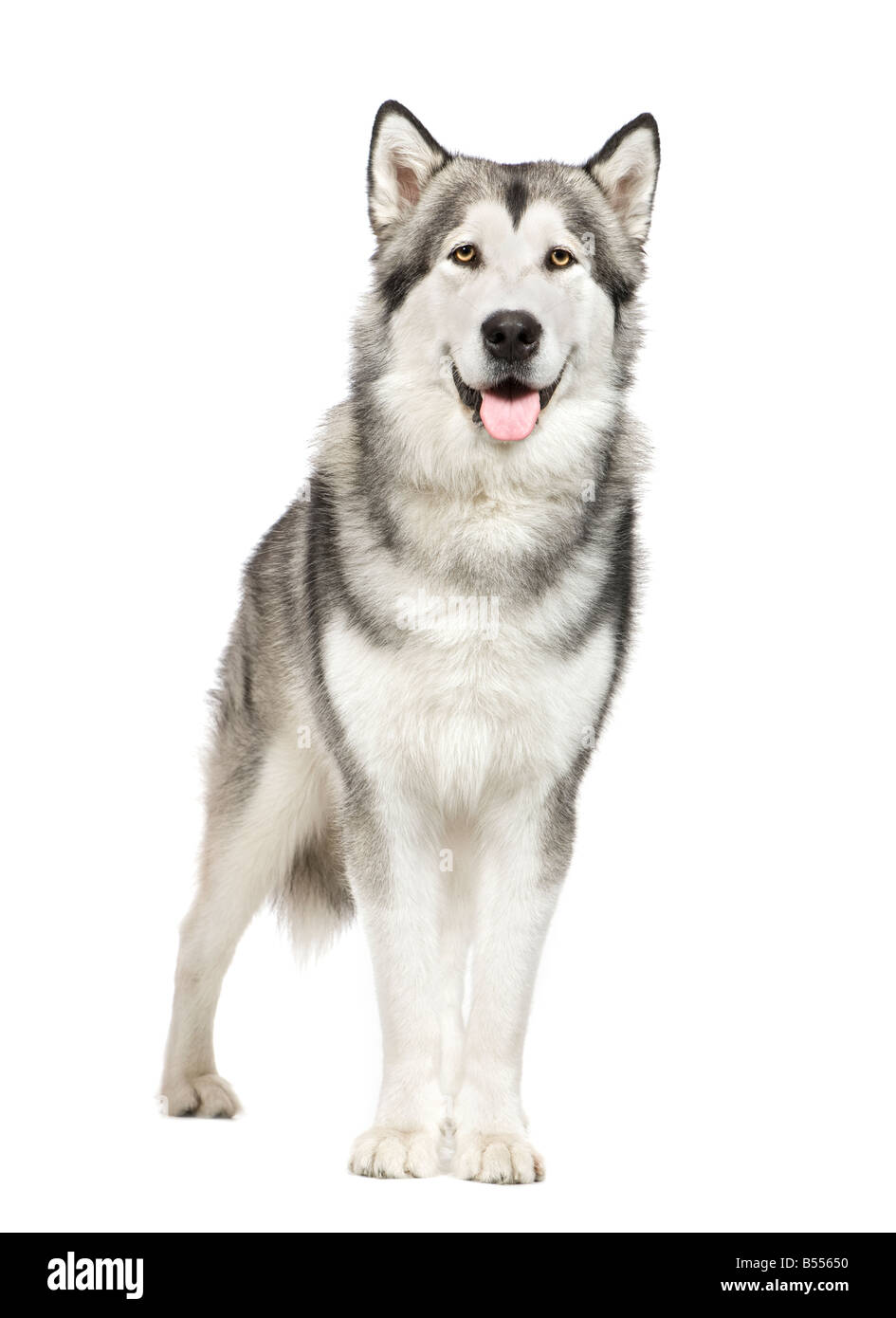 Alaskan Malamute in front of a white background Stock Photo