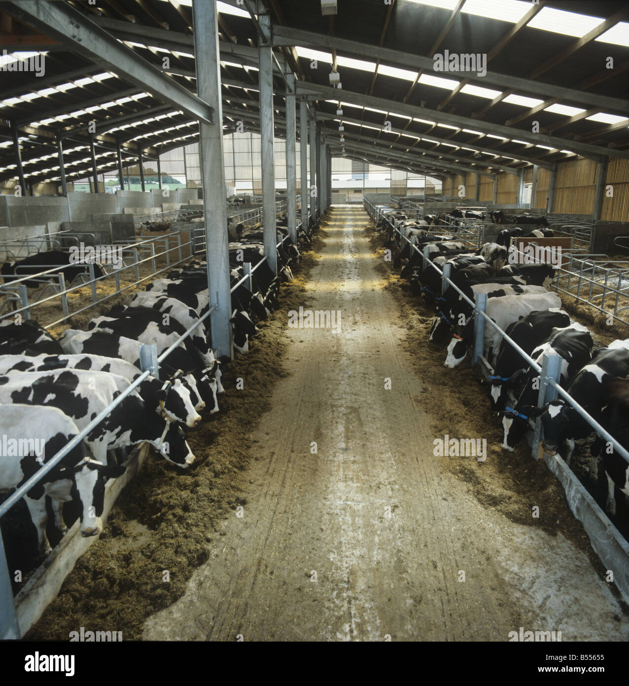 Holstein Friesian dairy cows eating silage in large modern livestock house Stock Photo