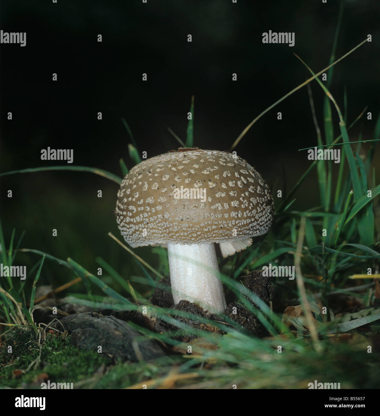 The blusher Amanita rubescens unopened cap of edible fungus Stock Photo