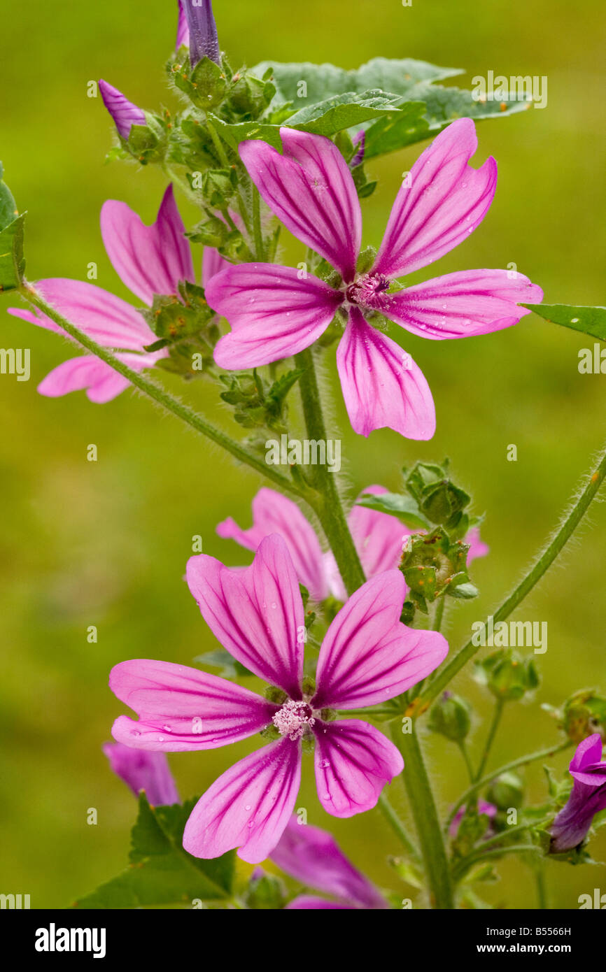 Common Mallow Malva sylvestris in flower Common wild plant also grown in gardens Stock Photo