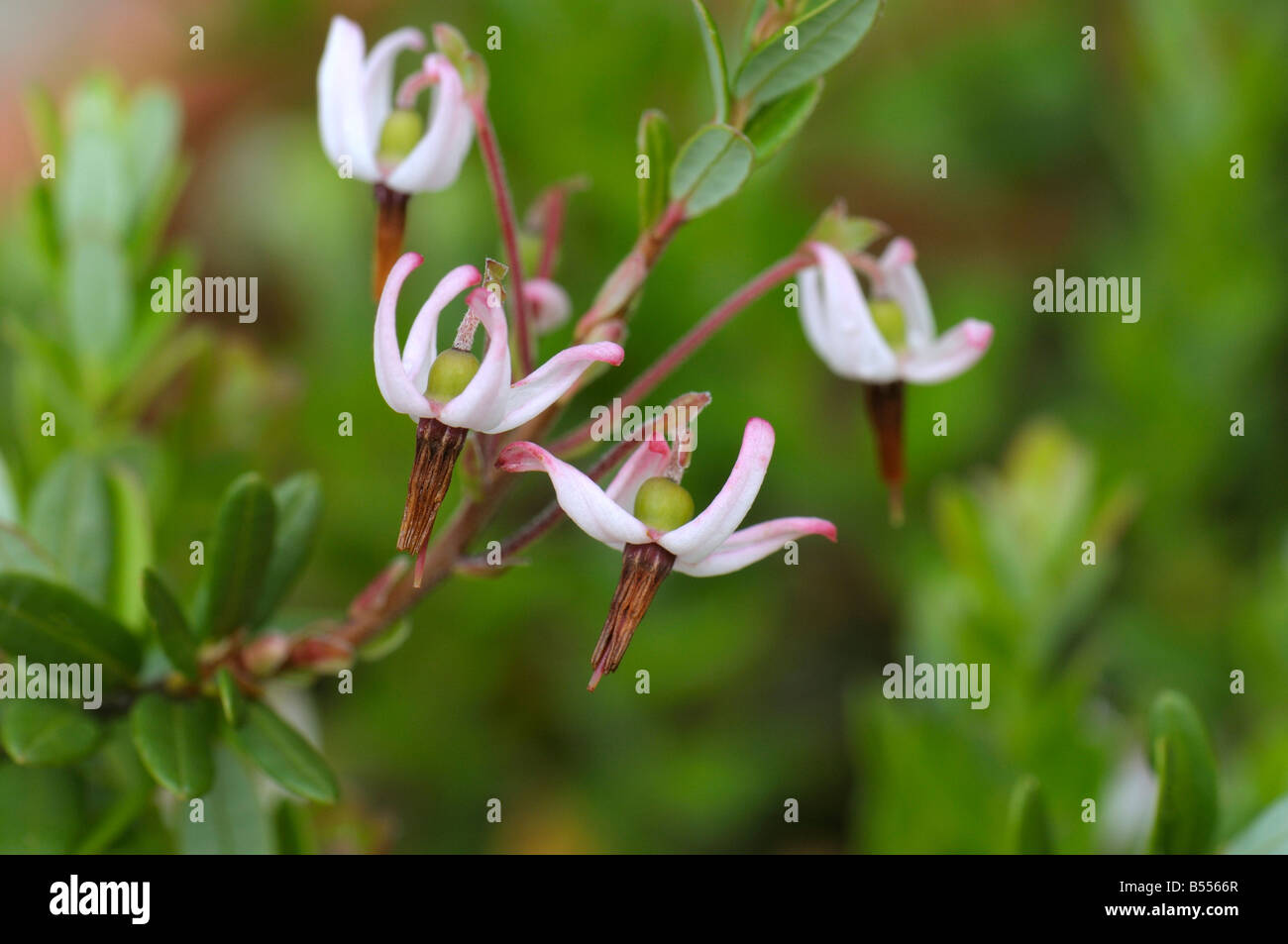 American Cranberry (Vaccinium macrocarpon; Oxycoccus macrocarpus), flowering Stock Photo