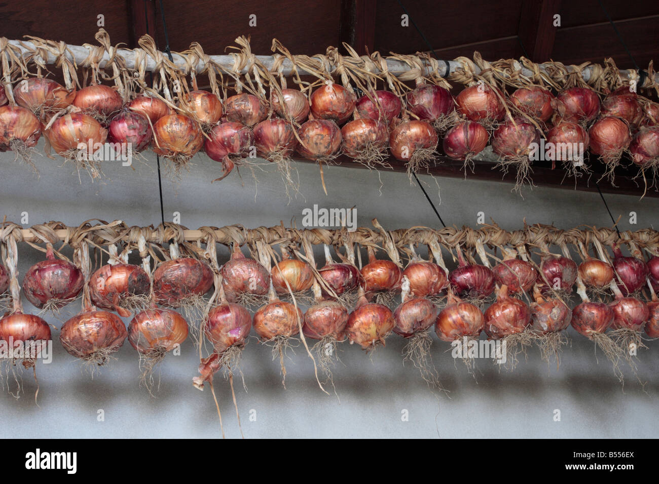 Hanging onions hi-res stock photography and images - Alamy