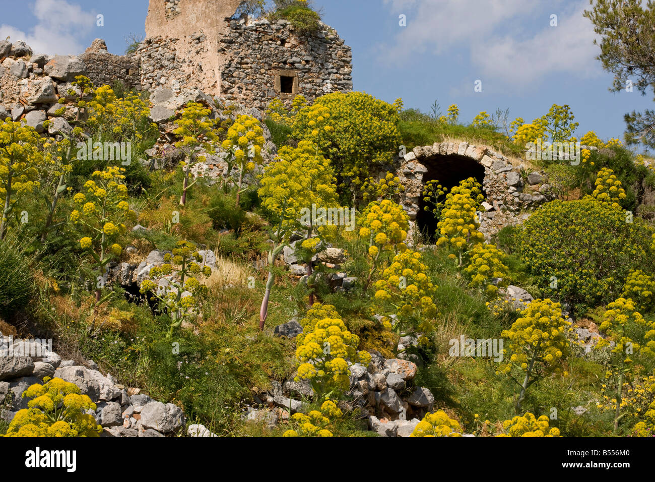 Giant Fennel Ferula communis in flower among the ancient ruins at Monemvassia Peloponnese Stock Photo